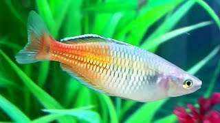 Boesemans rainbowfish care guide  boesemani rainbow fish gender breeding rainbowfish and fry care [upl. by Mersey]