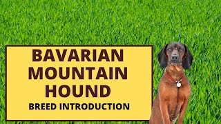 Bavarian Mountain Hound Introduction [upl. by Erastes]