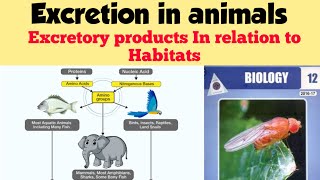 Excretion in animals  Excretory products in relation to habitats  Chap 15 Lec 5 [upl. by Anastassia]