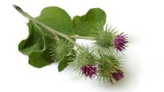 Skin Health Benefits of Burdock Root  Health Benefits of Burdock Root [upl. by Christmas479]