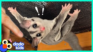 Baby Sugar Glider Teaches Himself to FLY  Its Me  Dodo Kids [upl. by Flavian]