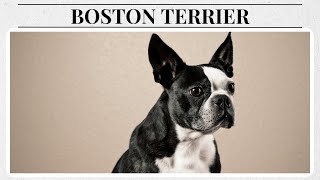 Meet the Boston Terrier The Little Dog with a Big Personality [upl. by Nosnorb]