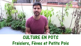 CULTURE EN POTS  fraisiers fèves et petits pois [upl. by Eudosia286]