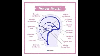 Anatomy of Dural venous Sinuses [upl. by Yelkreb]