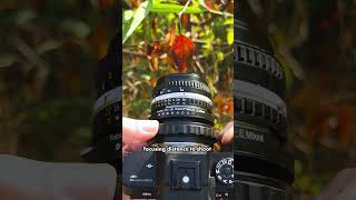 Turn Any Adapted Lens into a Macro Lens photography macrolens [upl. by Yi904]