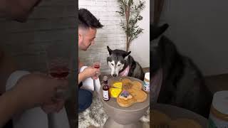 Preparando una Cena Elegante para Mi Husky ¡Mira su Reacción 👀😳 [upl. by Bazil]