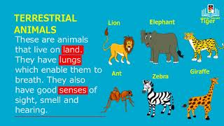 classifying animals based on habitat [upl. by Ylicec]