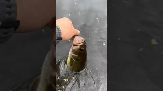 Largemouth bass slams brown Trout magnet Kastking Centron  Jawbone ultralight rod [upl. by Jeu]