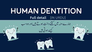 Human Dentition  HETERODONT  THECODONT  DYPHODONT [upl. by Eselehs]