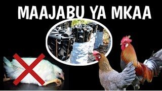 USINUNUE TENA DAWA ZA KUKU TUMIA MKAA  Ufugaji wa kuku poultry farm [upl. by Rina]