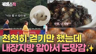 생로병사의비밀 내장지방 제거에 특화된 걷기 방법🚶‍♂️‍➡️ 슬로우 조깅으로 가성비 다이어트 하세요🌈｜ KBS 241030 [upl. by Anais]