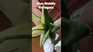 Unboxing and Repotting Plants  Gasteria Batesiana Silver Variegated and Aloe Nobilis Variegata [upl. by Atwood594]