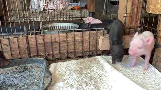 Mama Pig Comes to Rescue Her Squealing Piglet  SATX Pet Pigs [upl. by Woodrow]