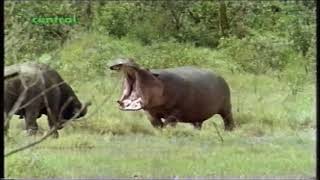 Hippo vs Cape Buffalo [upl. by Ennaitak752]