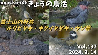 野鳥 nyackierの今日の鳥活 Vol137 2024年9月14日 富士山の野鳥 ルリビタキ・キクイタダキ・ウソ等5種の野鳥 [upl. by Audly]