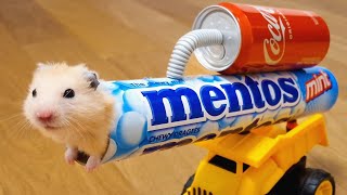 Never ever trust your HAMSTER with COLA and MENTOS [upl. by Skip]