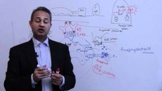 Immunology Basophil Mast Cells Lecture 4 Part 5 [upl. by Kenn]