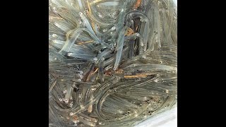 Whitebait fishing in Taranaki New Zealand August 2017 [upl. by Enelyt]