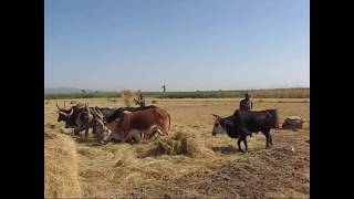 20102010 Threshing with oxen [upl. by Einamrej38]