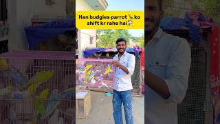 Ham Budgies parrot 🦜ko shift kr rahe hai🏠 petlover minivlog birds budgies parrot petlover [upl. by Eckart]