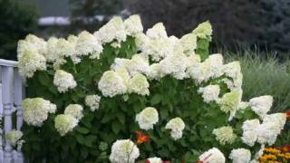 How to Prune Limelight Hydrangea [upl. by Grimes]