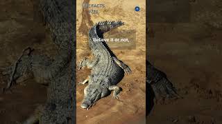 721 Ancient Appetite How Long Can Crocodiles REALLY Live [upl. by Nylannej]