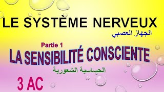 Le système nerveux  partie 1 La sensibilité consciente 3AC [upl. by Gilges]