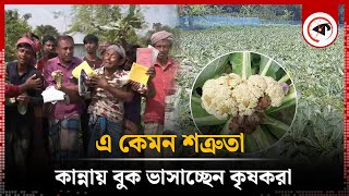 কৃষকের সঙ্গে এ কেমন শত্রুতা  Cauliflower Cultivation  Rajshahi  Kalbela [upl. by Goldie]