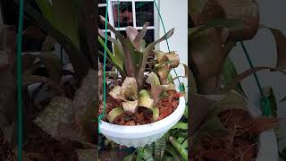 Villa Sg Buah Bromeliads Garden 3 [upl. by Ekez]