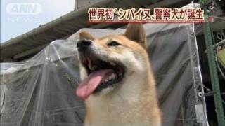 世界初！「柴犬の二葉」が警察犬の試験に合格（110720） [upl. by Husch]