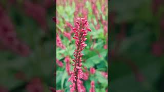 Persicaria Amplexicaulis Blood Red Spikes  SinglishBlend [upl. by Norvell457]