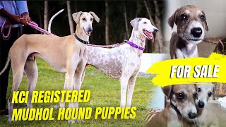 Mudhol hound puppies for sale  Parents KCI Registered [upl. by Ityak]