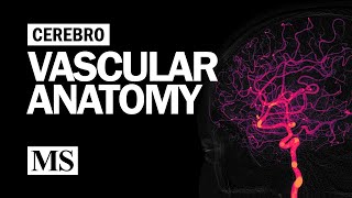 Cerebral Vascular Anatomy And Imaging [upl. by Riek]