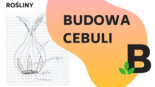 Budowa CEBULI  ROĹšLINY  KOREPETYCJE z BIOLOGII  290 [upl. by Justin]