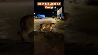 Ye Hai Gir Ke Lions shorts safari animals nature gir lion wildlife nationalpark trending [upl. by Ria]