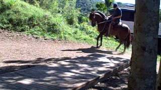 PASO FINO PR PICAFLOR DE CAPUCHINO EN LA TABLE [upl. by Ahsital]