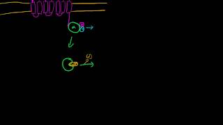 Gs GPCR Adenylate Cyclase [upl. by Ellerd]