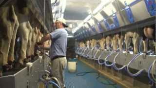 How 100 Canadian milk gets from farm to table [upl. by Nadirehs]