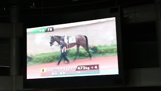 中山競馬場6レースライブ [upl. by Shannon99]