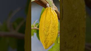 First cocoa fruit🥰 fruit harvest mygarden gardening shorts ytshorts beautifulnature 🤩 [upl. by Oznecniv192]