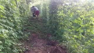 pang4th harvest sa ampalayamestisa f1ng east west at trident ng condor ampalayafarming [upl. by Ybok]