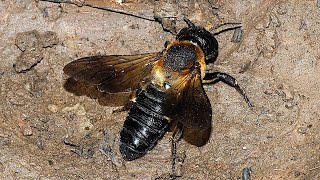 Megachile sculpturalis known as the giant resin bee and sculptured resin bee [upl. by Yuzik]