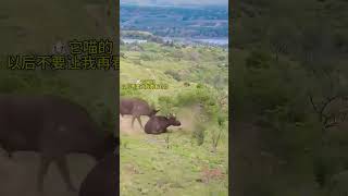 Bison drives away lions to protect their companions Amazing animals are here Animal World Hig [upl. by Tol]