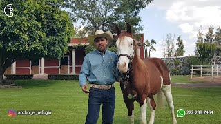 Visita a Rancho El Refugio  Sementales y Yeguas de Cría [upl. by Etnaled]