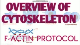 Overview of Cytoskeleton II Factin protocol [upl. by Aoh826]