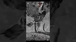 This Bird Berry dangerous 😈😈 foryou youtubeshorts viralvideo [upl. by Icam170]