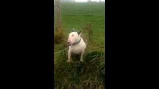 Stubborn English Bull Terrier [upl. by Ezarra297]