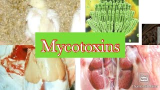 Mycotoxicosis In Poultry [upl. by Postman]