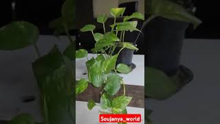 Beautiful money plant indoor plants airpurifying plantswealth attractiongardening ytytshorts [upl. by Homere]