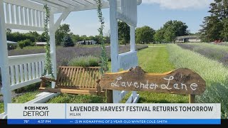 Annual Lavender Harvest Festival returns to familyowned farm in Milan on Saturday [upl. by Enehpets288]